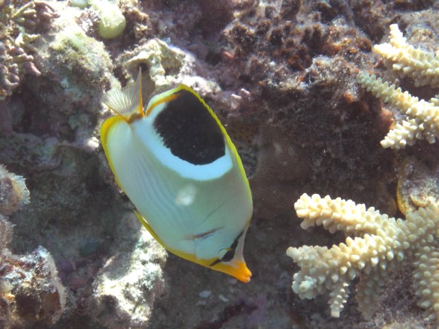 31- Chaetodon a selle 
